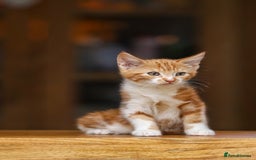 Maine Coon cats for sale: Beautiful Maine Coon X Kittens - Image 22