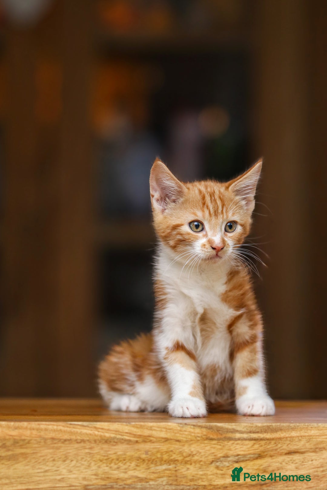 Maine Coon cats for sale: Beautiful Maine Coon X Kittens - Image 22
