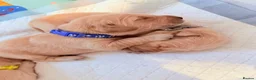 Golden Retriever dogs for sale: Golden retriever puppies  - Advert 14