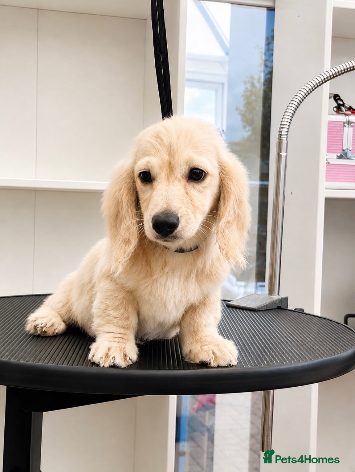Miniature Dachshund dogs Miniature Long-Haired cream Dachshund Puppies  - Advert 1