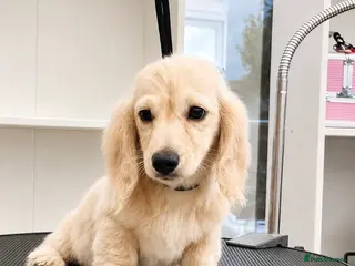 Miniature Dachshund dogs Miniature Long-Haired cream Dachshund Puppies - Advert 1
