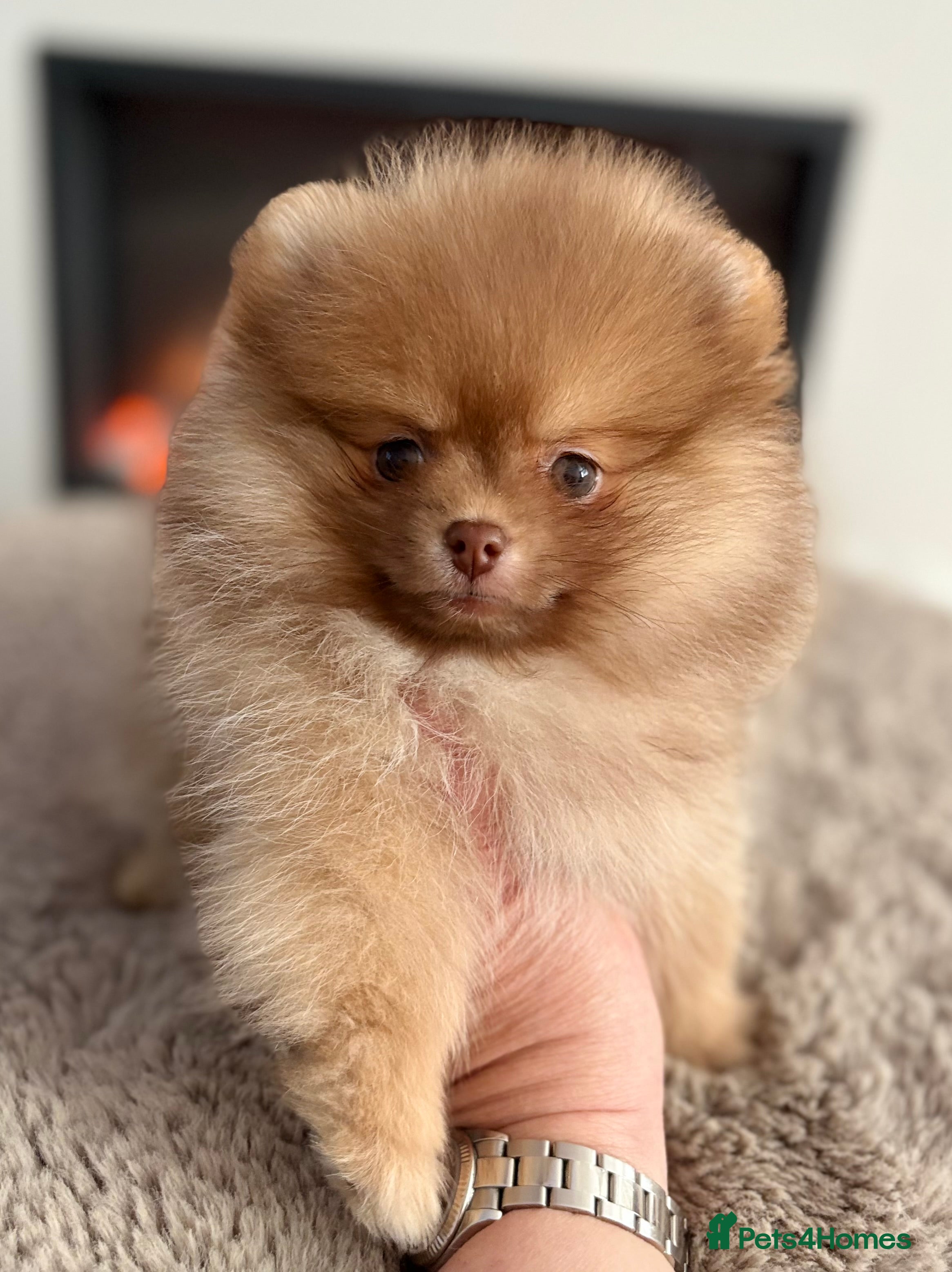 Pomeranian dogs True type Pom puppy’s KC READY TO GO🐾🤎🥰🤩🐾 - Advert 9