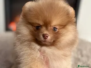 Pomeranian dogs True type Pom puppy’s KC READY TO GO🐾🤎🥰🤩🐾 - Advert 9