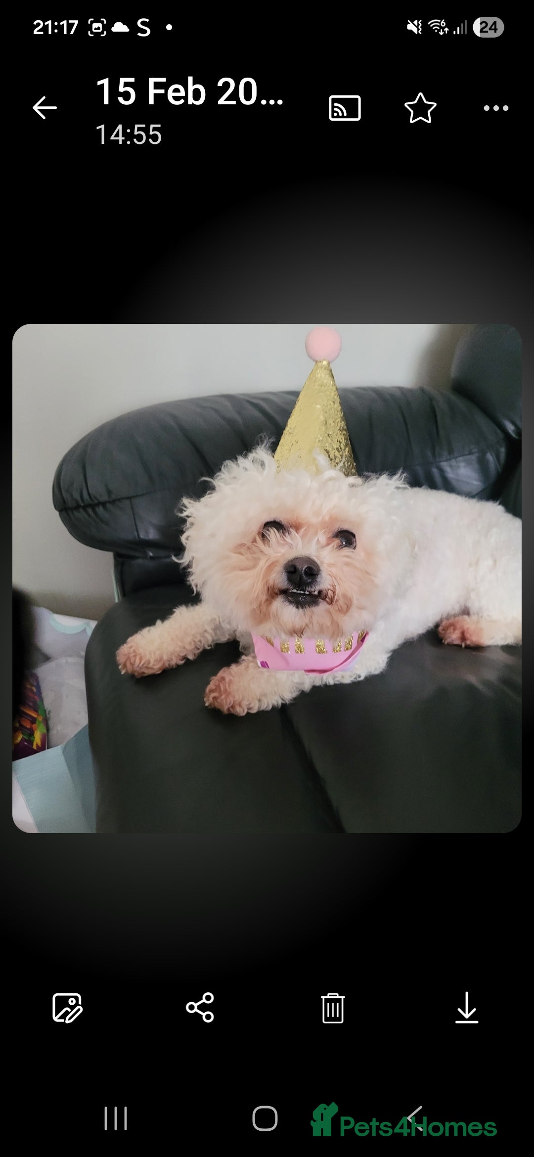 Bichon Frise dogs for sale: Beautiful bishon frise pups for sale - Advert 3