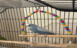 Budgerigars birds for sale: Two Budgies  - Image 5