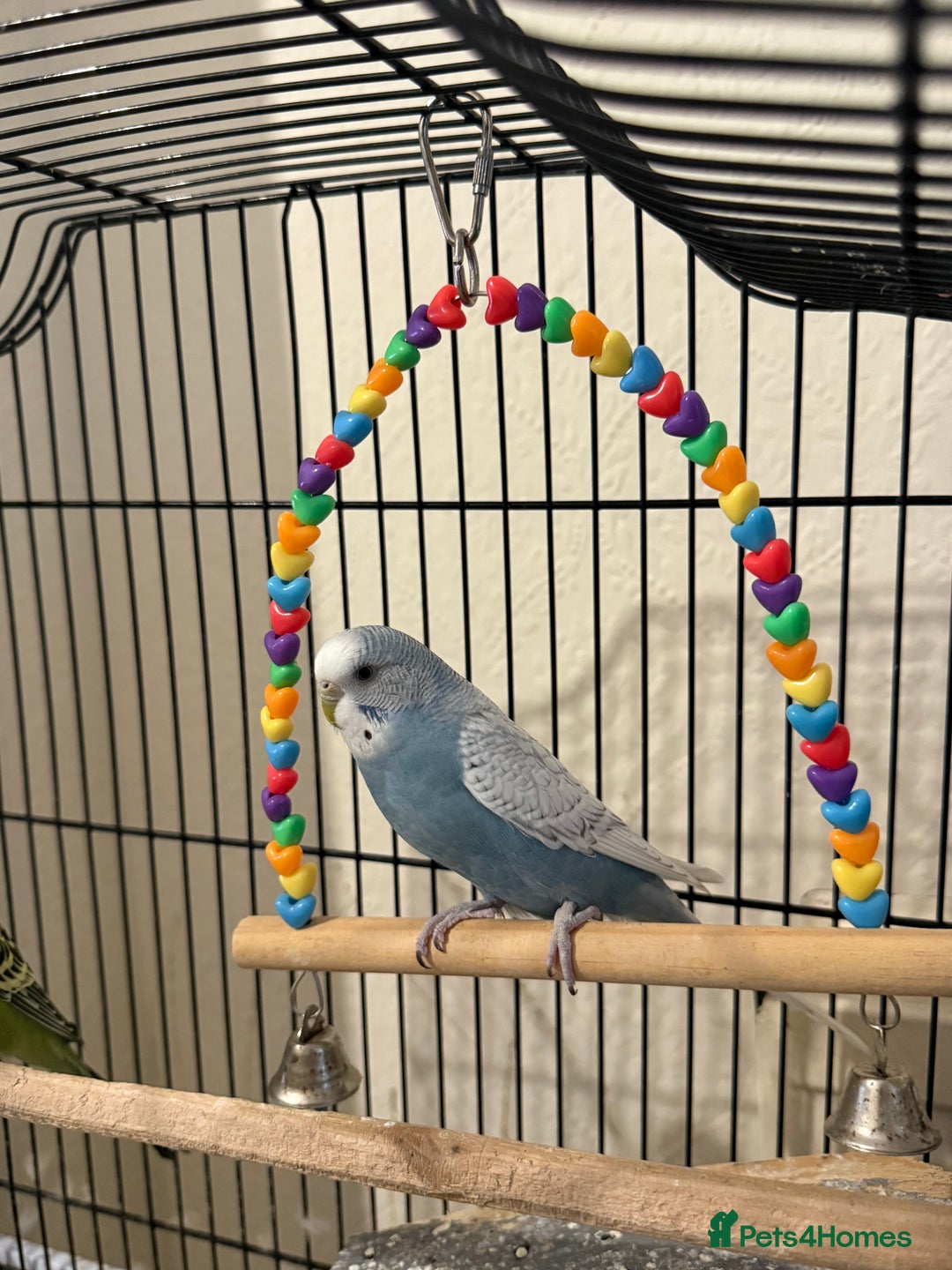 Budgerigars birds for sale: Two Budgies  - Image 5