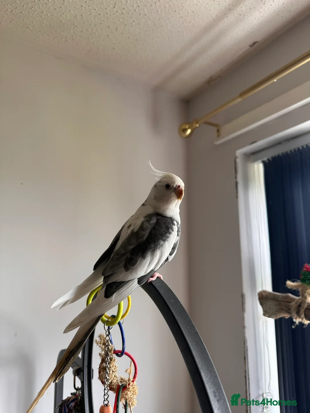 Cockatiels birds for sale: Cockatiels very tame - Advert 4