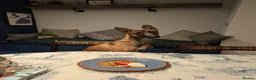 Mixed Breed dogs for sale: Lilo - Fawn Greyhound & Belgian Malinois Cross - Advert 4
