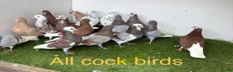 Pigeons birds for sale: Birmingham rollers - Advert 4