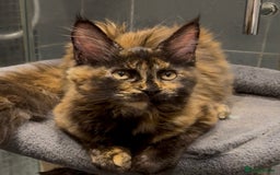 Maine Coon cats for sale: Adorable Maine Coon kitten remaining in Wallington - Image 2
