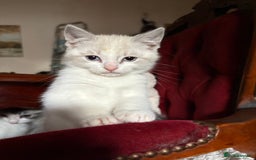 Persian cats for sale: 4 Mixed Persian Kittens - Image 5