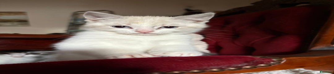 Persian Kitten 2