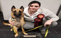 Belgian Shepherd Dog dogs for stud: BVA HEALTH TESTED, Proven, KC, BSD Malinois stud in Treorchy - Image 19