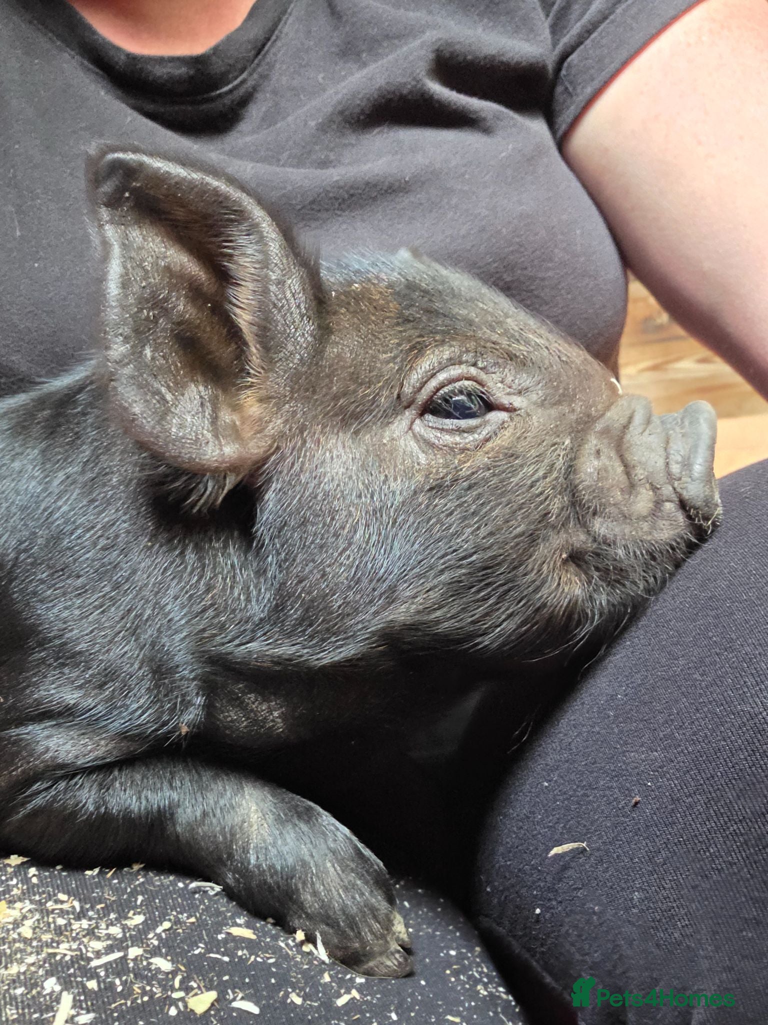 Pig livestock READY NOW kune kune cute piglets lincolnshire - Advert 1