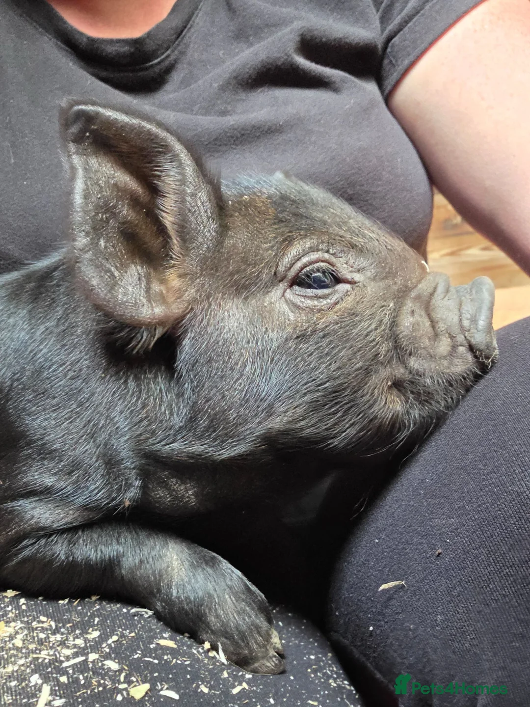 Pig livestock for sale: READY NOW kune kune black piglets lincolnshire - Advert 1