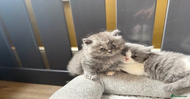 British Longhair cats - Advert 13