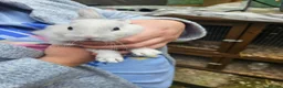 Mixed Breed rabbits for sale: Minilop x rex rabbits  - Advert 13