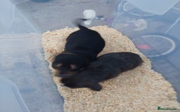 Chihuahua dogs for sale: 3 beautiful chihuahua puppies - Image 11