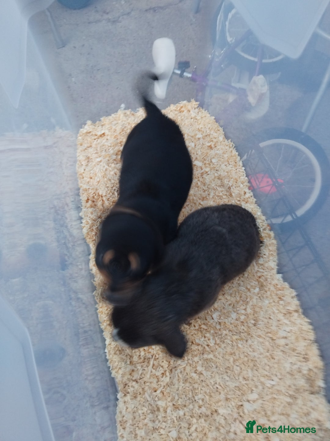 Chihuahua dogs for sale: 3 beautiful chihuahua puppies - Image 11