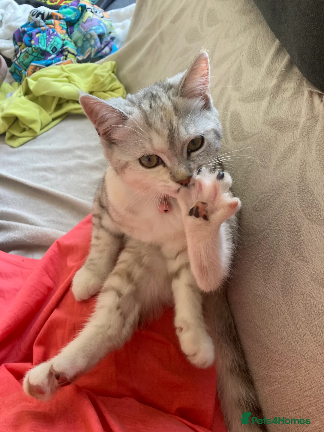 Mixed Breed cats for sale: Kittens and mother  - Advert 11