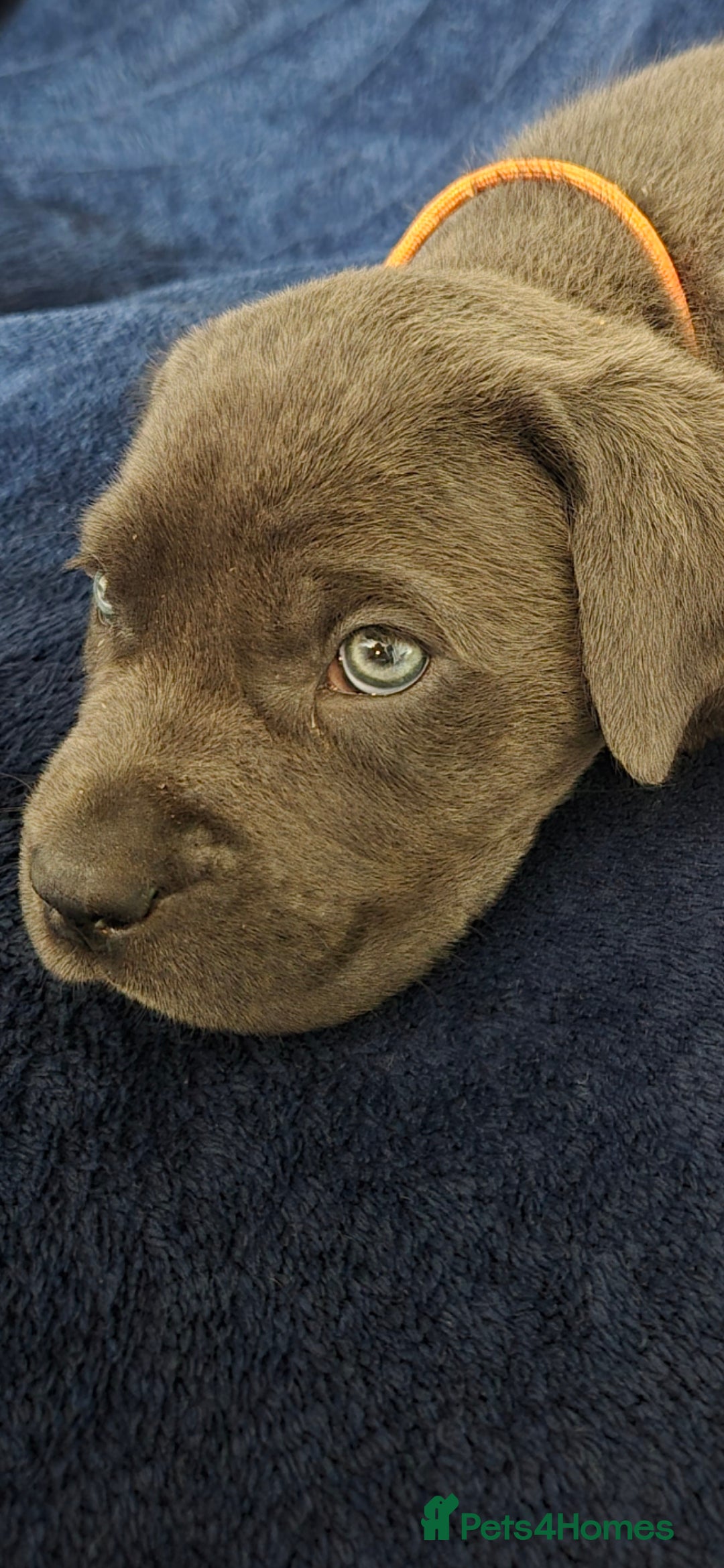 Cane Corso dogs for sale: Beautiful Blue Cane Corso Puppies - Image 22