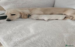 Miniature Dachshund dogs for sale: Platinum Cream Long Haired Miniature Dachshund - Image 3