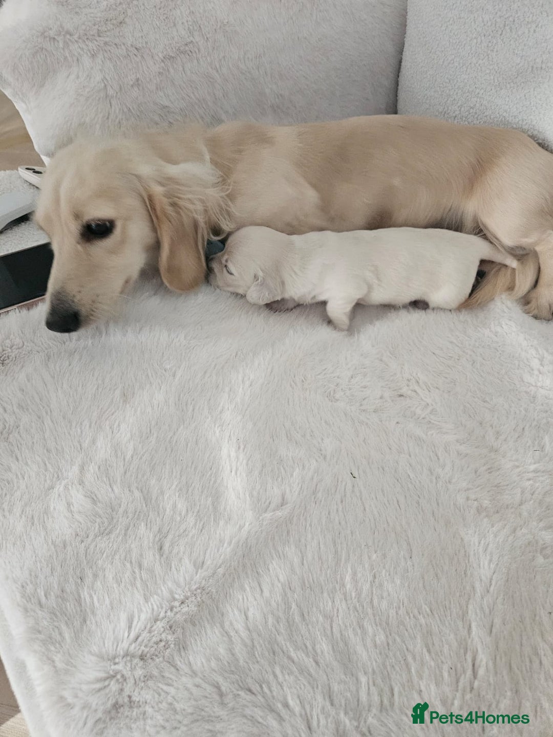 Miniature Dachshund dogs for sale: Platinum Cream Long Haired Miniature Dachshund - Image 3