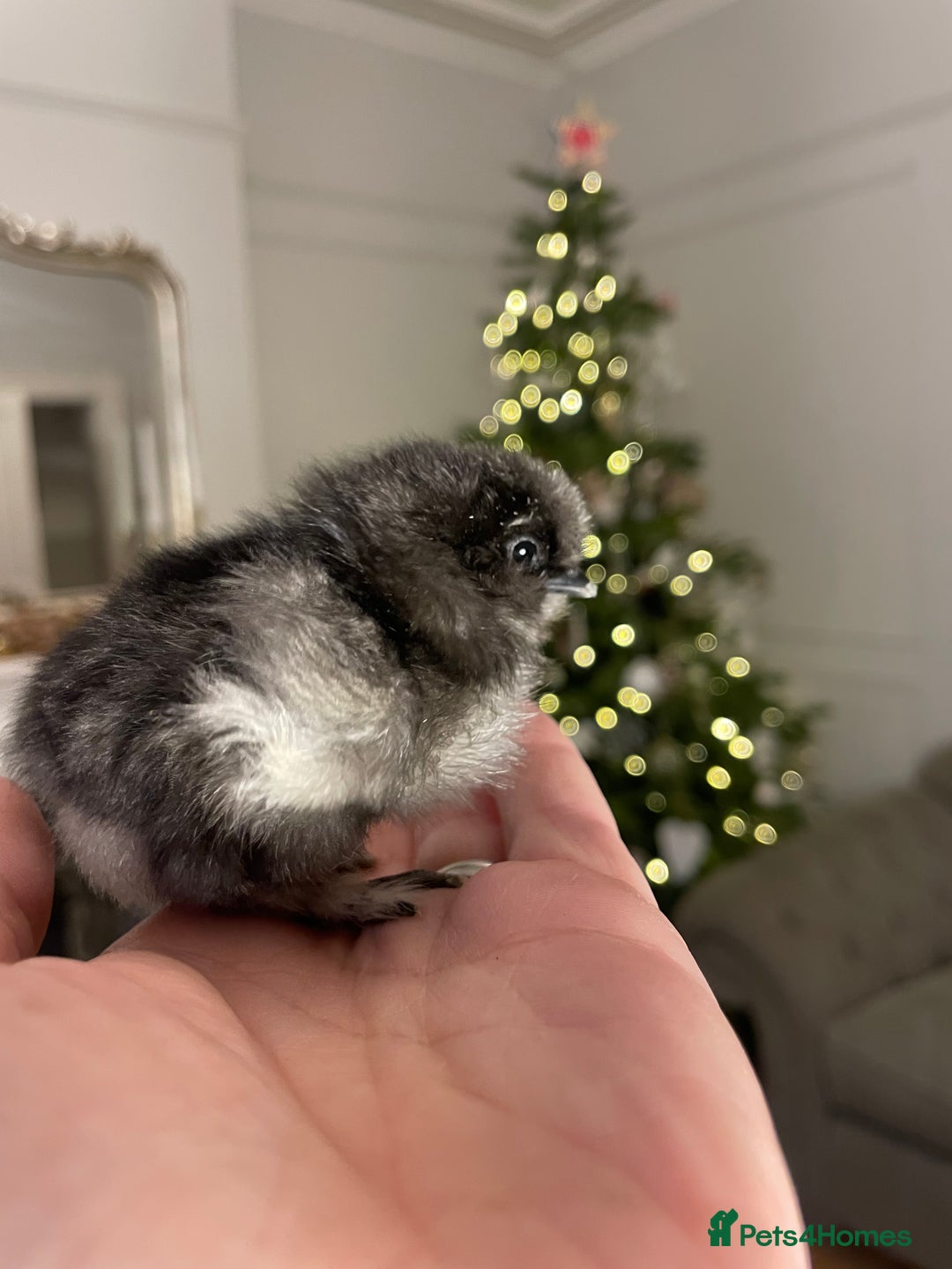 Chickens poultry for sale: ✨🤍Day Old Silkie chicks 🤍✨ - Advert 3