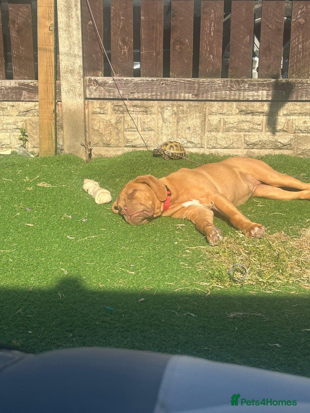 Dogue De Bordeaux dogs for sale: 8 month old Dogue de Bordauex  - Advert 5