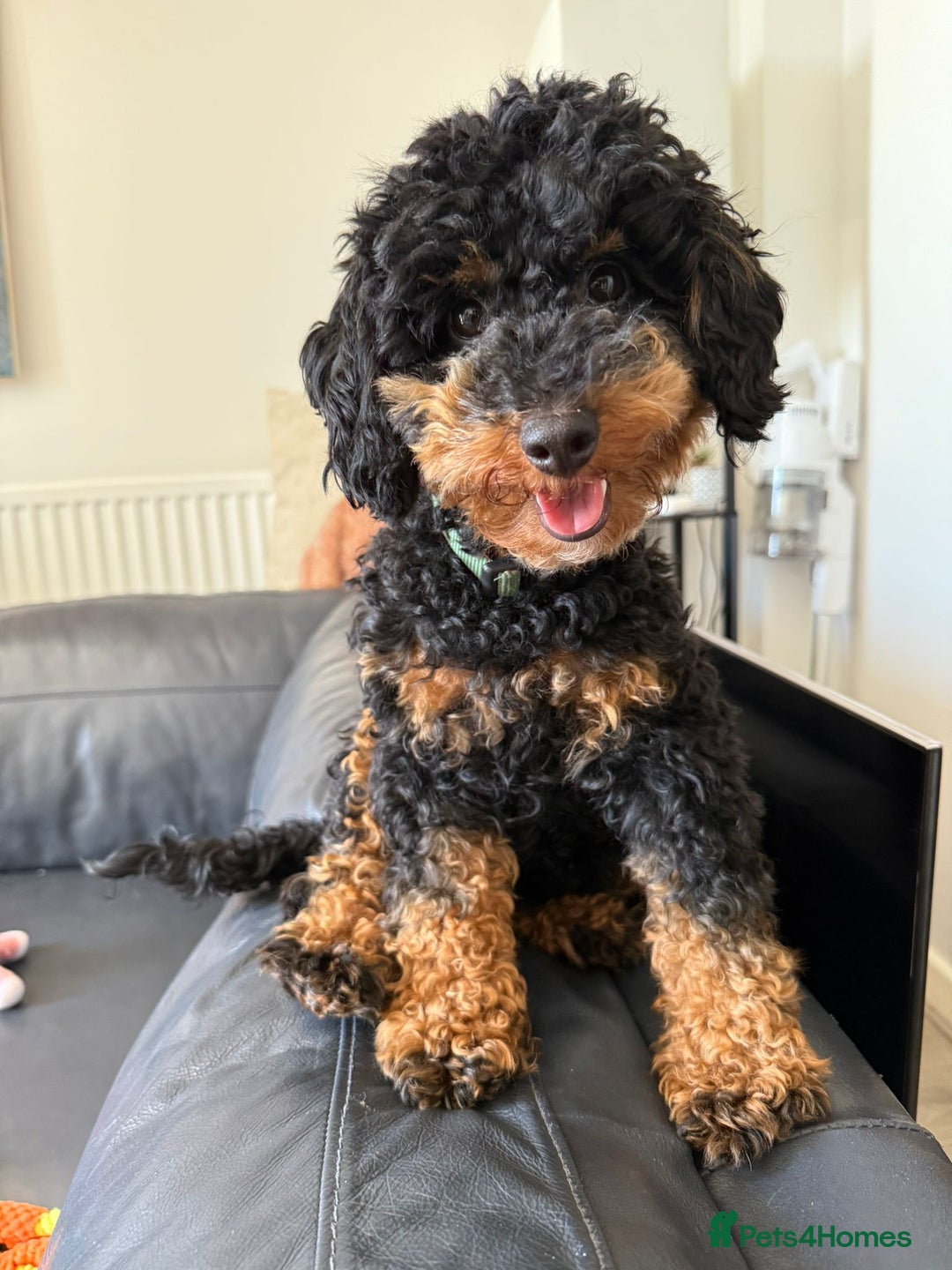 Toy Poodle dogs for sale: Beautiful Red & Phantom Toy Poodle's! KCregistered - Advert 23