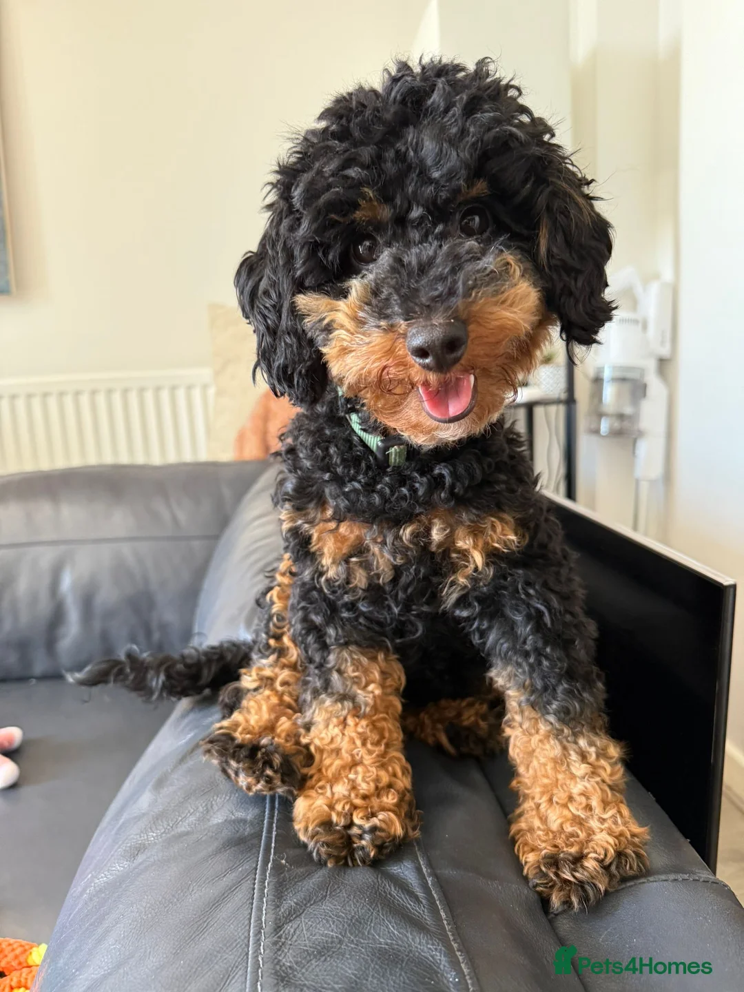 Toy Poodle dogs for sale: Beautiful Phantom Toy Poodle's!🧸😍 KC registered - Advert 19