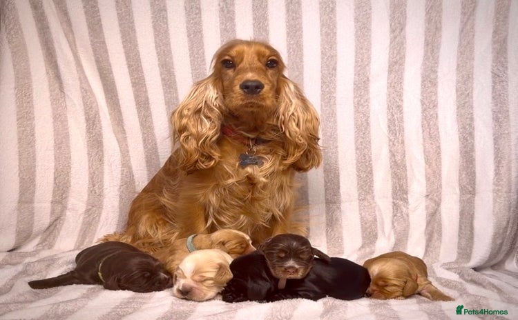 Cocker Spaniel dogs True To Type Show Cocker Spaniels - Advert 12