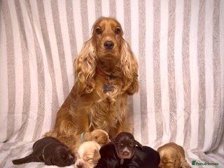 Cocker Spaniel dogs True To Type Show Cocker Spaniels - Advert 2