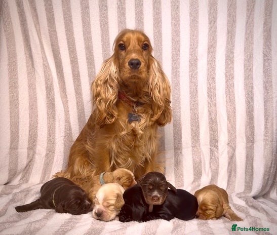 Cocker Spaniel dogs True To Type Show Cocker Spaniels - Advert 12