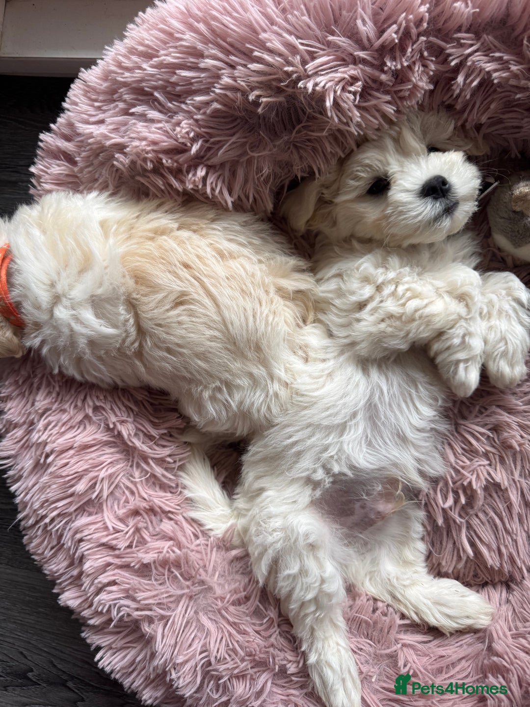 Bichon Frise dogs for sale: One little girl and boy are looking for a family🤍 - Image 4