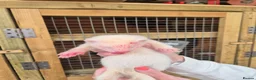 Ferret rodents for sale: EU Angor polecat/black self ferrets for sale - Advert 6