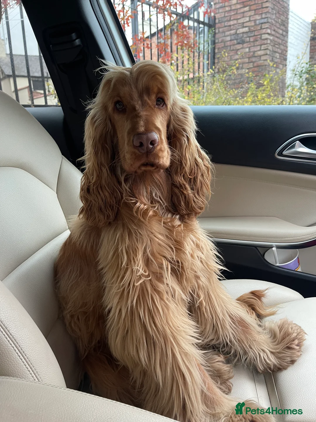 Cocker Spaniel dogs for stud: Stunning KC red show cocker spaniel for stud - Advert 4