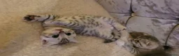 Scottish Fold cats for sale: Scottish fold/straight snow leopards  - Advert 9