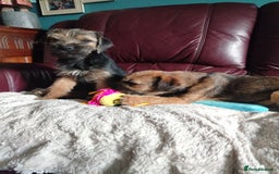 Border Terrier dogs for sale: Border Terrier girls available  - Image 9