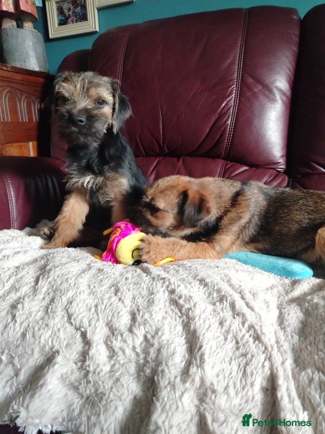 Border Terrier dogs for sale: Border Terrier girls available  - Image 9
