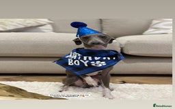 Italian Greyhound dogs for stud: Percy  - Advert 3
