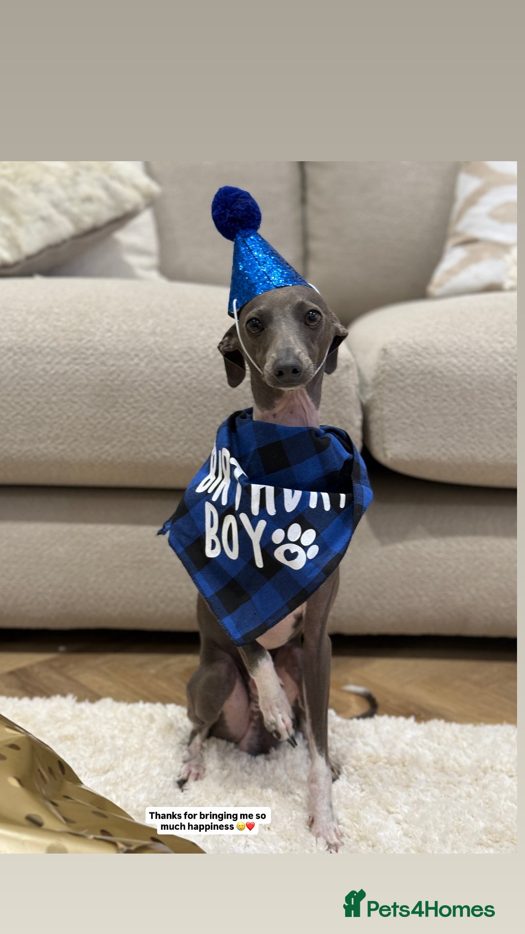 Italian Greyhound dogs for stud: Percy  - Advert 3