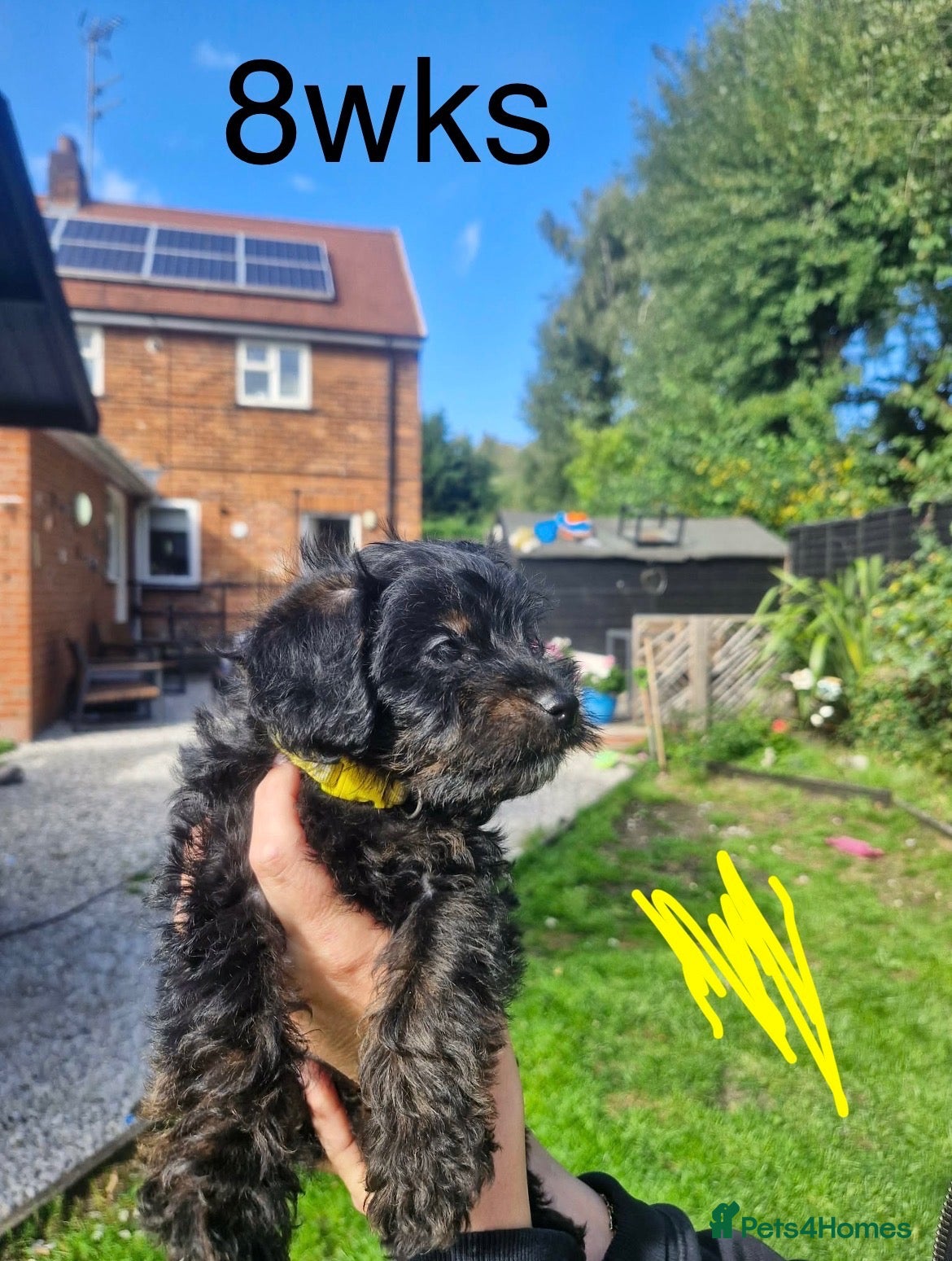 Westiepoo dogs READY TO LEAVE NOW. gorgeous Westiepoo girls  - Advert 1