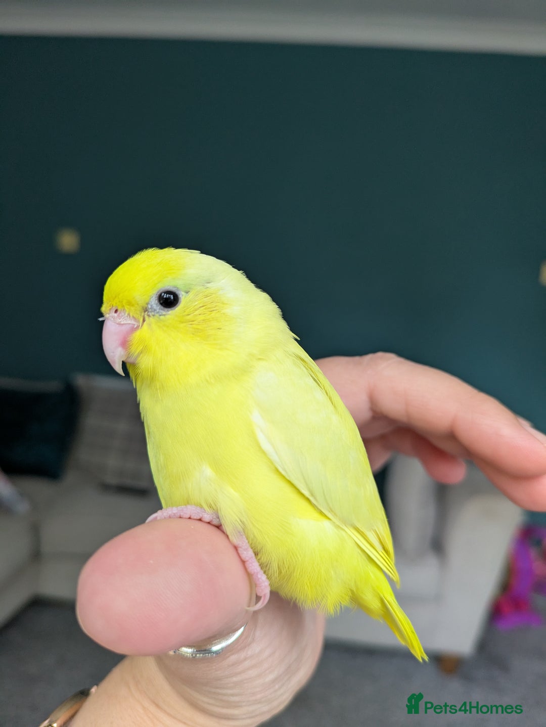 Parakeets birds for sale: Handtame parrotlet - Image 2