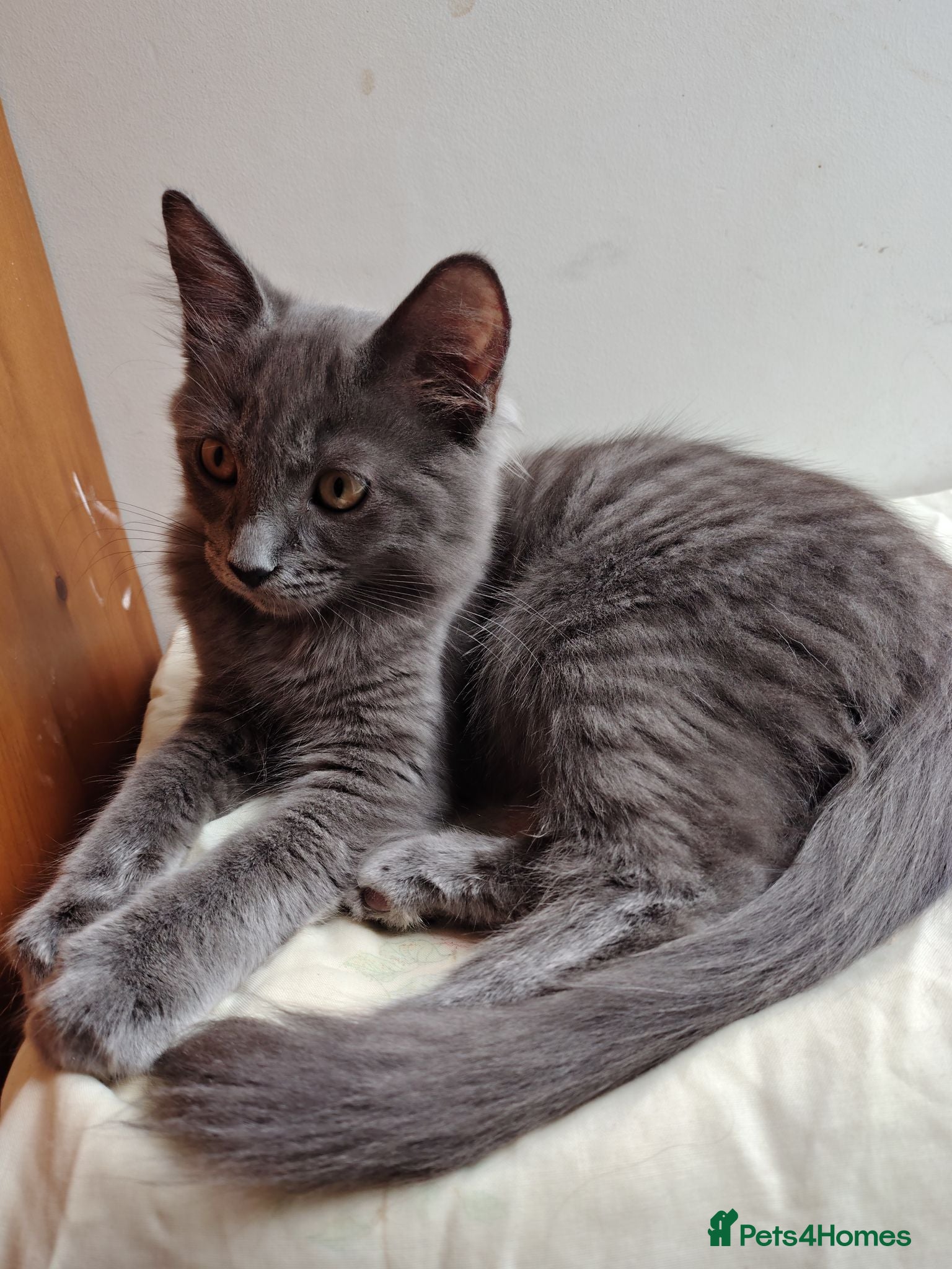 Mixed Breed cats 1 grey girl LEFT domestic x ragdoll mix kittens - Advert 1