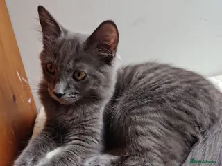 Mixed Breed cats 1 grey girl LEFT domestic x ragdoll mix kittens - Advert 1