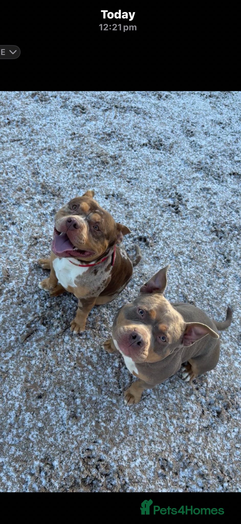 American Bully dogs Two ABKC pocket bully’s  - Advert 3