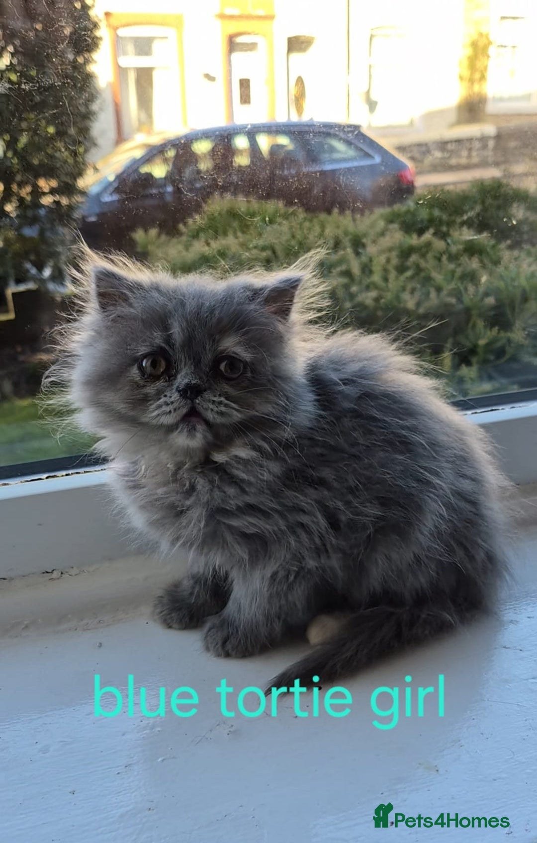 Persian cats for sale: Beautiful Persian babies - Advert 1
