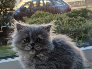 Persian cats Beautiful Persian babies - Advert 17