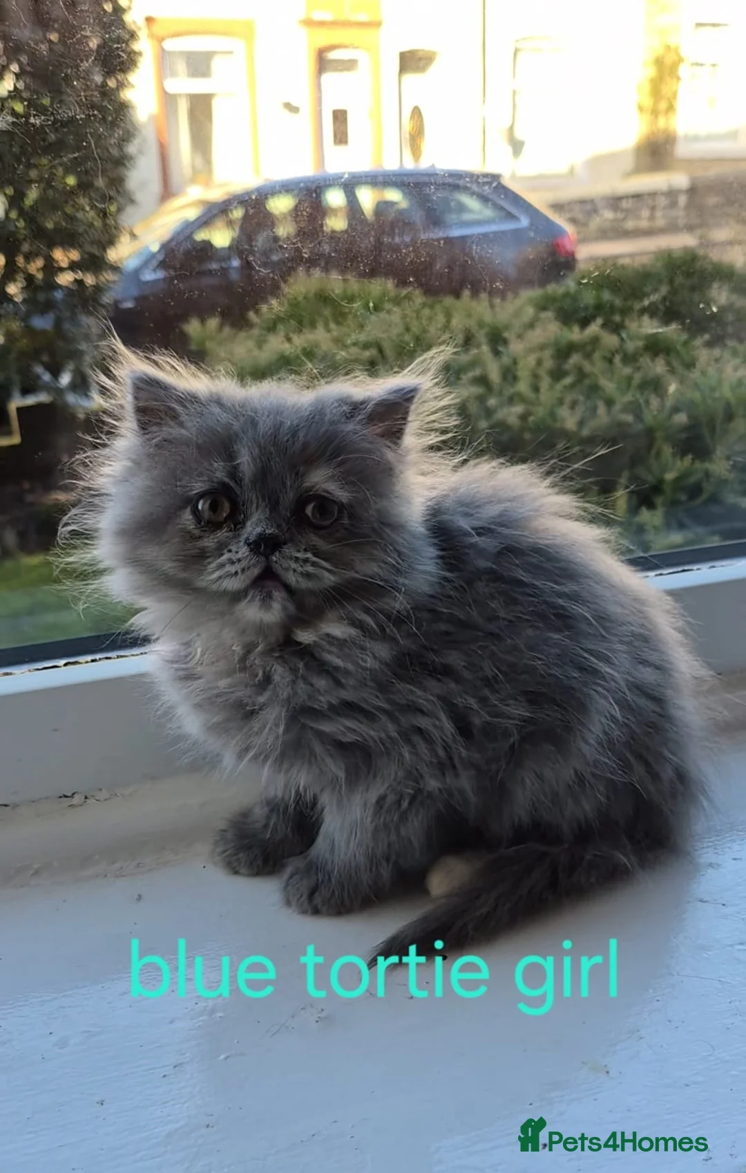 Persian cats for sale: Beautiful Persian babies - Advert 1